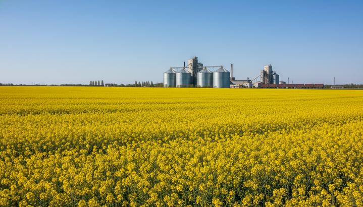 Бескрайнее поле цветущего желтого рапса под голубым небом, на горизонте видны элеваторы для хранения урожая.
