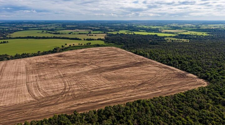 Еврокомиссия предлагает исключить пальмовое и соевое масла из квот на биотопливо